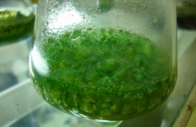 El cultivo geotérmico de espirulina crea 100 empleos en la Toscana, Italia