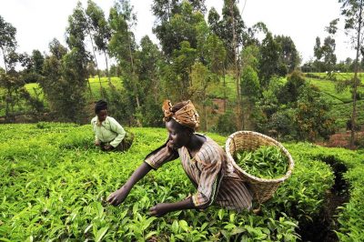 Los agricultores kenianos se preparan para disfrutar de la producción de cultivos geotérmicos