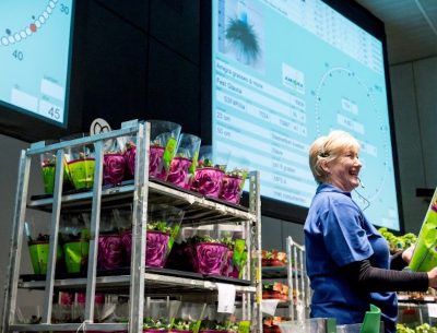 Empresas holandesas de subastas de flores trabajarán con calor geotérmico