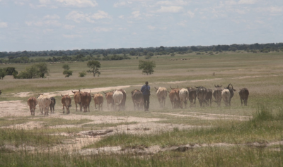 Impulsando la energía geotérmica y el proyecto de uso directo en Zambia, Kalahari GeoEnergy